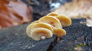 Attēlu rezultāti vaicājumam “Panellus stipticus”