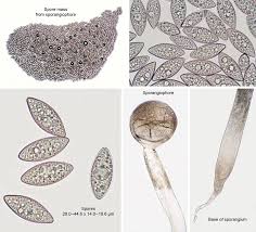 Attēlu rezultāti vaicājumam “Spinellus fusiger”
