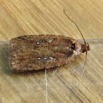 Attēlu rezultāti vaicājumam “Agonopterix ciliella”