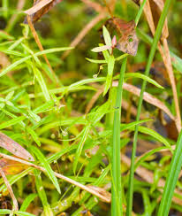 Attēlu rezultāti vaicājumam “Veronica scutellata leaf”