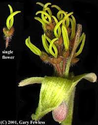 Attēlu rezultāti vaicājumam “Acer negundo female flower”