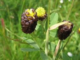 Attēlu rezultāti vaicājumam “Trifolium spadiceum”