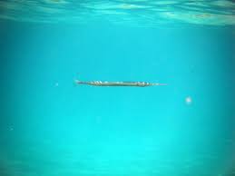 Attēlu rezultāti vaicājumam “Belone belone”