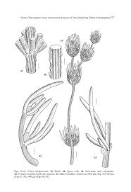 Attēlu rezultāti vaicājumam “Chara polyacantha”