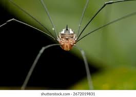 Attēlu rezultāti vaicājumam “Opiliones”