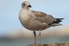Attēlu rezultāti vaicājumam “Larus argentatus”