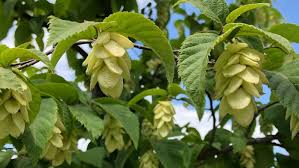 Attēlu rezultāti vaicājumam “Carpinus caroliniana male flower”