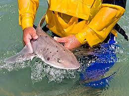 Image result for Mustelus palumbes