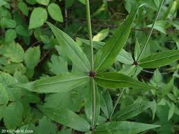 Attēlu rezultāti vaicājumam “Silene tatarica leaf”