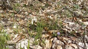 Attēlu rezultāti vaicājumam “Luzula luzuloides fruit”