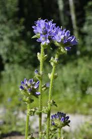 Attēlu rezultāti vaicājumam “Campanula cervicaria flower”