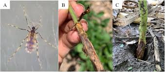 Attēlu rezultāti vaicājumam “Rabdophaga heterobia”
