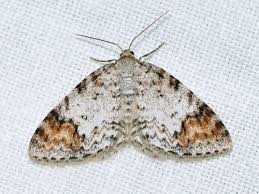 Attēlu rezultāti vaicājumam “Venusia blomeri”