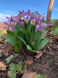Attēlu rezultāti vaicājumam “Erythronium sibiricum”