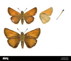 Attēlu rezultāti vaicājumam “Thymelicus lineola”