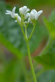 Attēlu rezultāti vaicājumam “Galium odoratum bud”