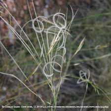 Attēlu rezultāti vaicājumam “Comatricha ellae stalked”