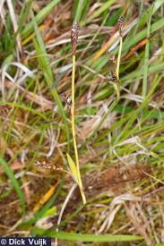 Attēlu rezultāti vaicājumam “Carex limosa”