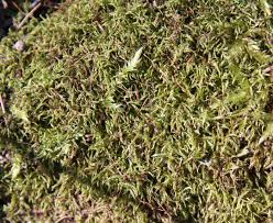 Attēlu rezultāti vaicājumam “Sciuro-hypnum reflexum”