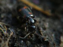 Attēlu rezultāti vaicājumam “Anthicidae”