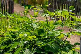 Attēlu rezultāti vaicājumam “Eleutherococcus sessiliflorus”