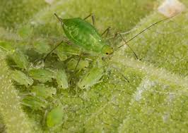 Attēlu rezultāti vaicājumam “Aphodius sp. imago”