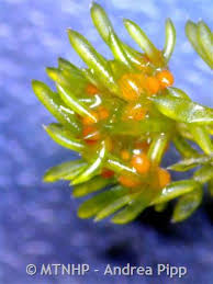 Attēlu rezultāti vaicājumam “Nitella sp.”