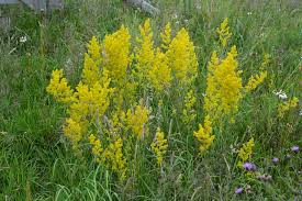 Attēlu rezultāti vaicājumam “Galium verum leaf”