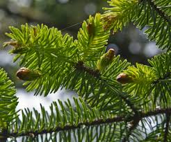 Attēlu rezultāti vaicājumam “Picea”