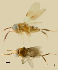 Attēlu rezultāti vaicājumam “Pantilius tunicatus imago”