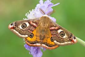 Attēlu rezultāti vaicājumam “Saturnia pavonia eggs”