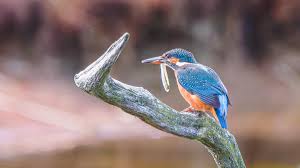 Image result for Kingfishers Netball Club