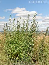 Attēlu rezultāti vaicājumam “Artemisia vulgaris”