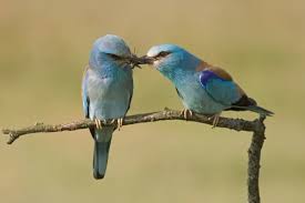 Attēlu rezultāti vaicājumam “Coracias garrulus adult”