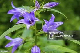 Attēlu rezultāti vaicājumam “Campanula latifolia”