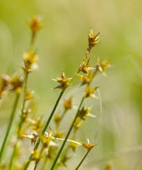 Attēlu rezultāti vaicājumam “Carex echinata”