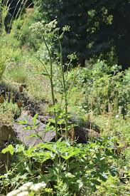Attēlu rezultāti vaicājumam “Heracleum”
