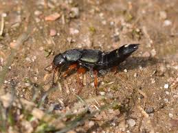 Attēlu rezultāti vaicājumam “Platydracus fulvipes”