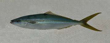 Image result for Elagatis bipinnulata