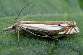 Attēlu rezultāti vaicājumam “Crambus heringiellus”