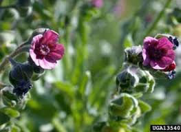 Attēlu rezultāti vaicājumam “Cynoglossum officinale flower”