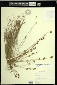 Attēlu rezultāti vaicājumam “Rhynchospora alba leaf”