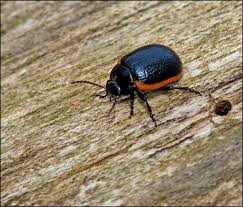 Attēlu rezultāti vaicājumam “Chrysolina sanguinolenta”