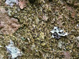 Attēlu rezultāti vaicājumam “Arthonia vinosa”