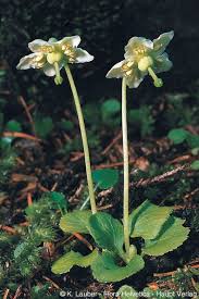 Attēlu rezultāti vaicājumam “Moneses uniflora”