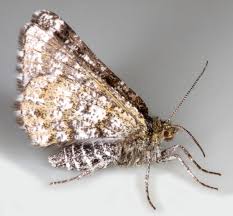 Attēlu rezultāti vaicājumam “Cribraria intricata macro”