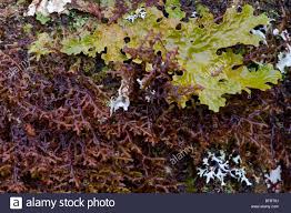 Attēlu rezultāti vaicājumam “Frullania tamarisci”