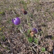 Attēlu rezultāti vaicājumam “Pulsatilla patens bud”