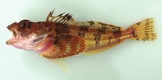 Image result for Myoxocephalus scorpioides