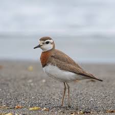 Image result for Charadrius asiaticus